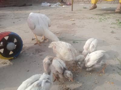 5 heera chicks 2 paper white aur 3 mushki aur heera k hen
