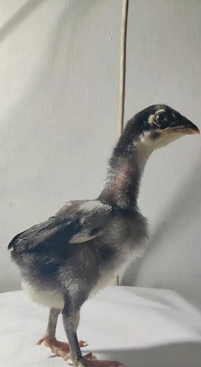 Aseel Mainwali Chicks