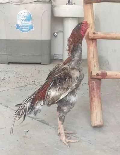 Aseel Mainwali Chicks