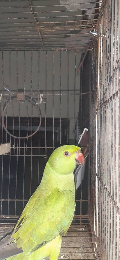 Parrot for sale