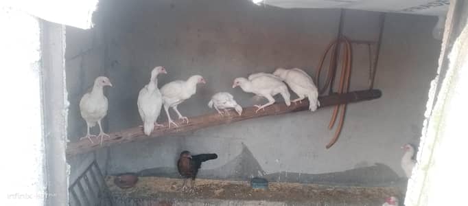 paper white Heera pathy available