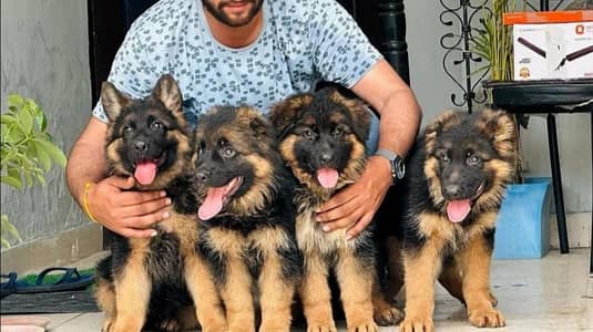 German shepherd puppy 03425655411