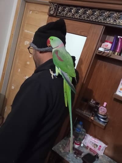 Kashmiri Raw parrot for sale