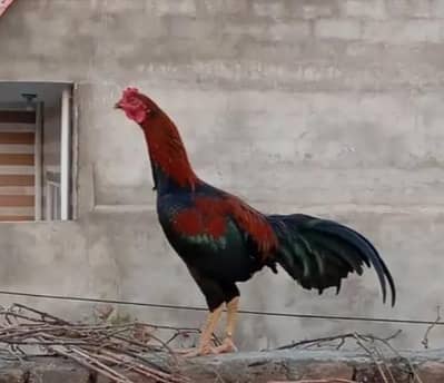 Pure Aseel murgha for sale