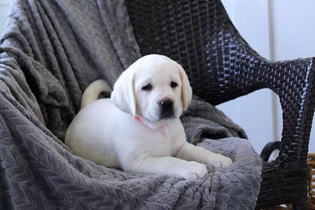labrador puppies 03425655411