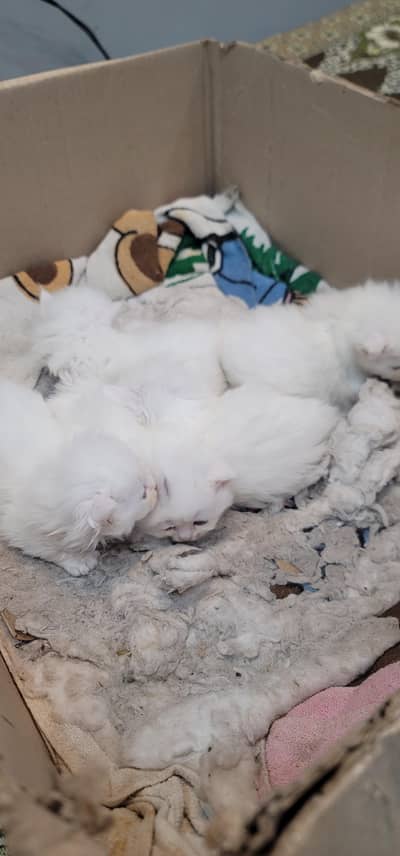Persian kittens puch face triple coated 5 pec