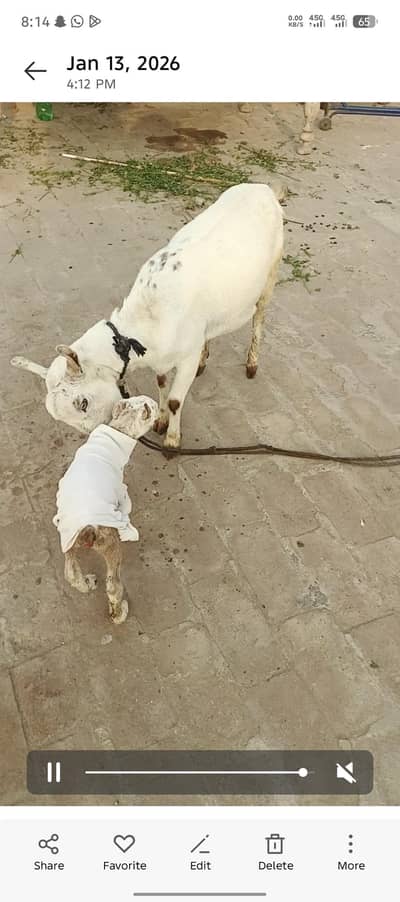 Barbari tadii famile Sath famile bacha