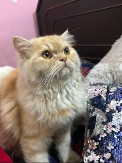 Healthy persion male cat for sale