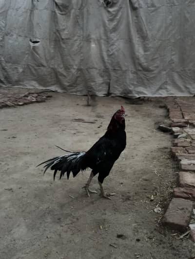 pakistani and bangam aseel