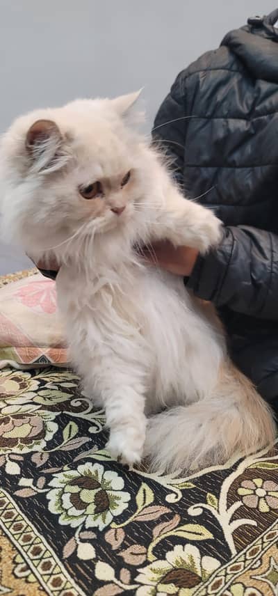 Persian male punch face triple coated for sale