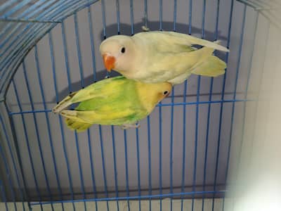 aqua. . . pale fellow. . . . . rosicoli