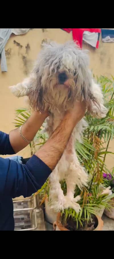 shitzu male 11 months age full active