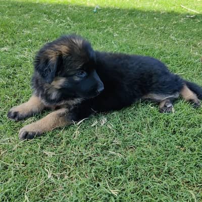 German shepherd puppies