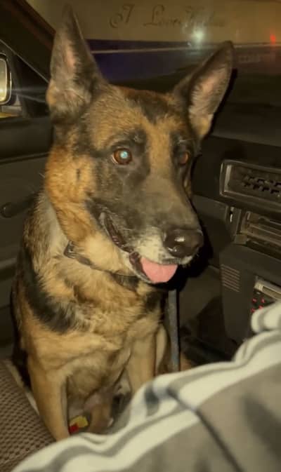 Proven Breeder Female German Shepherd – Strong Build – Healthy