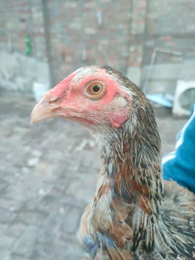 top quality mianwali madi