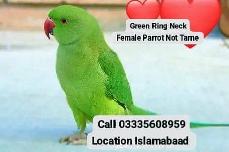 Green Ring Neck Female Parrot Not Tame Only For Breeding Purpose