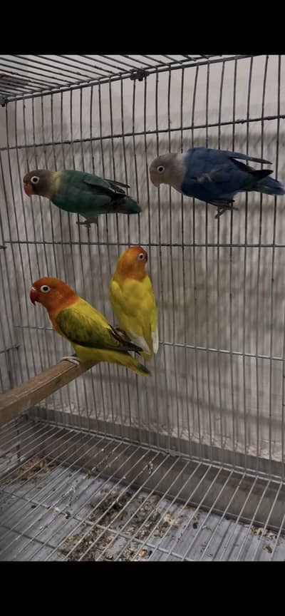 2 pair Lovebirds