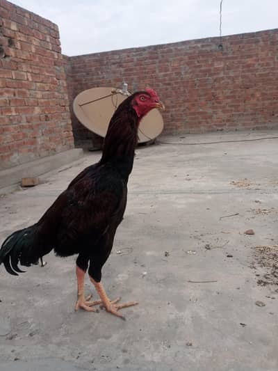 Lakha Aseel long hight 3300 gram wazan mora