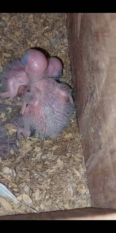 healthy active chicks