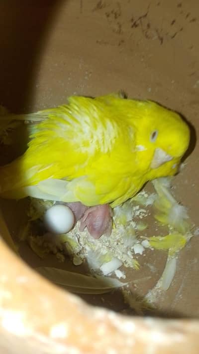 Australlian breeder pair budgies