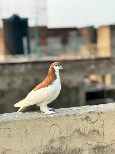 shirazi male pigeon