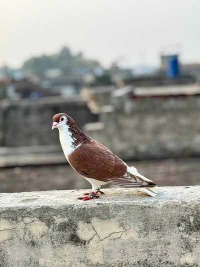 shirazi male pigeon