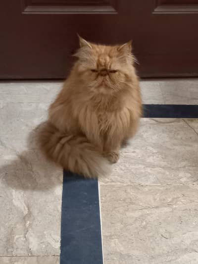 piki female pregnant  cat