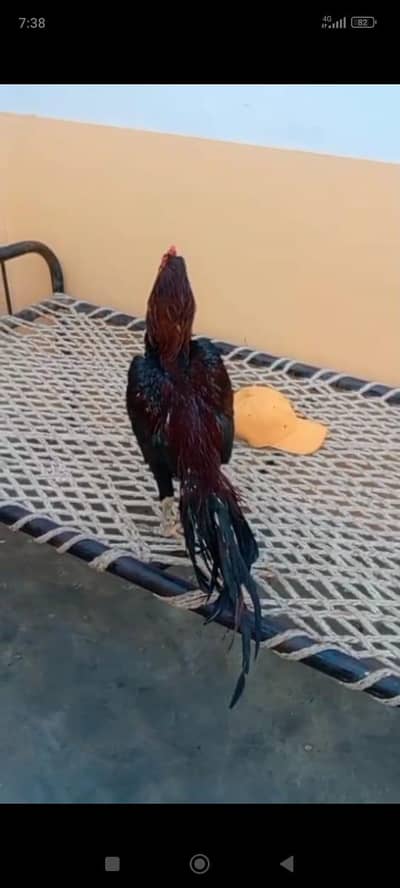 pure aseel old blood male only is par eabta kare 03701124986