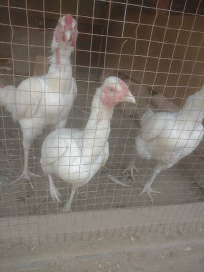 Aseel Heera fertile eggs