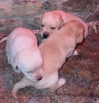 Labrador Puppies Available
