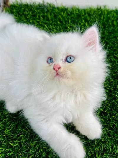 Persian cat for sale my WhatsApp number  0344-56-89-749