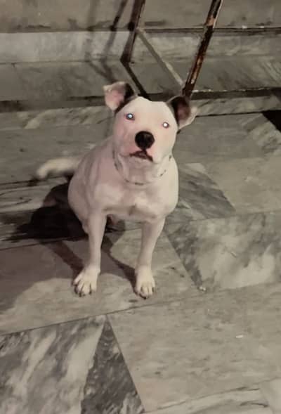 Pitbull X American bully