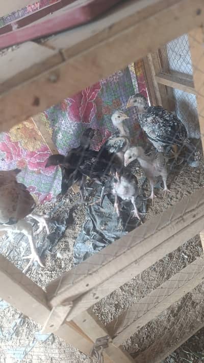 Miawali Jawa Aseel Chicks