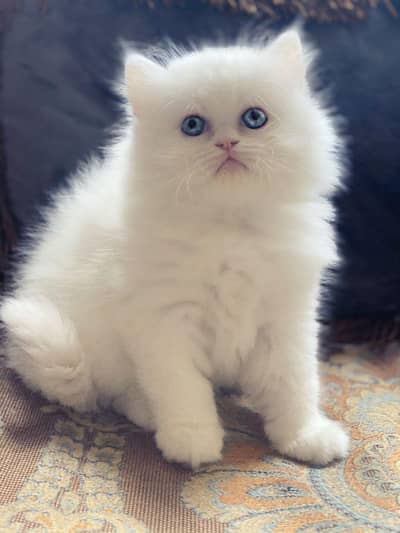 Persian cat 2 month age My WhatsApp number 0323.88. 11.932for sale