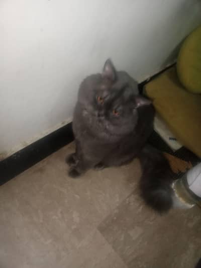 kaloo sell urgent persion