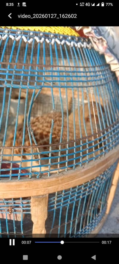 Dakni teeter for sale