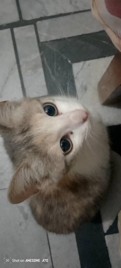 Not for sale -free kitten needs a caring family