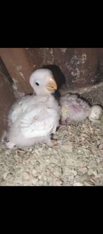 love bird 3 chicks best age for hand tame hand feeding chicks