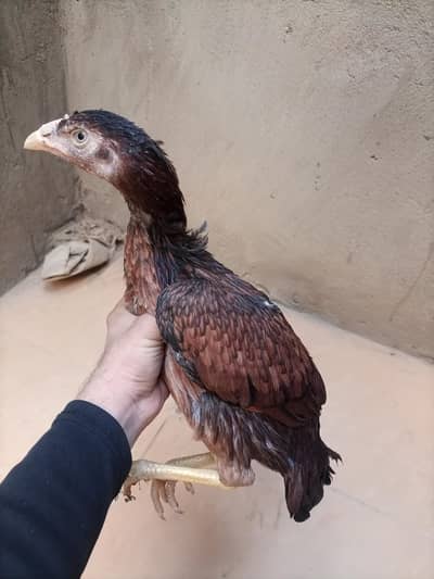 Aseel Miawali X Amroha breed