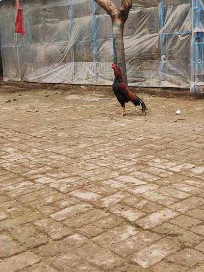 mianwali lalha aseel