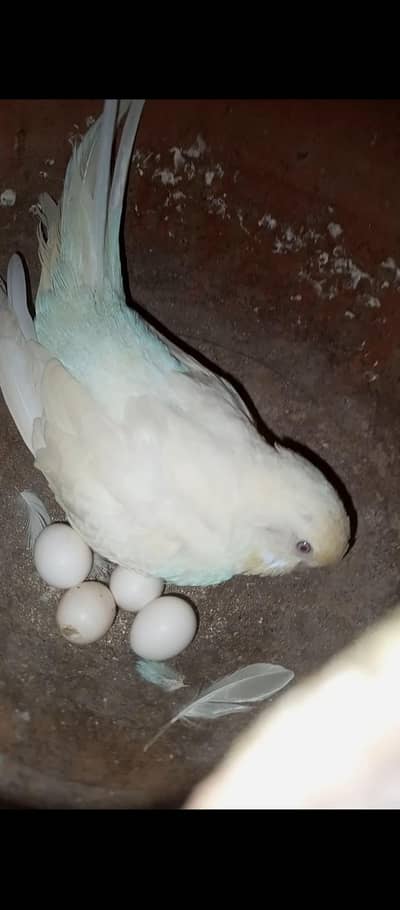 buggies parrots  sale for  i