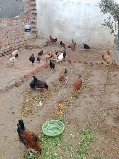 Desi chickens, Desi Murgiyan