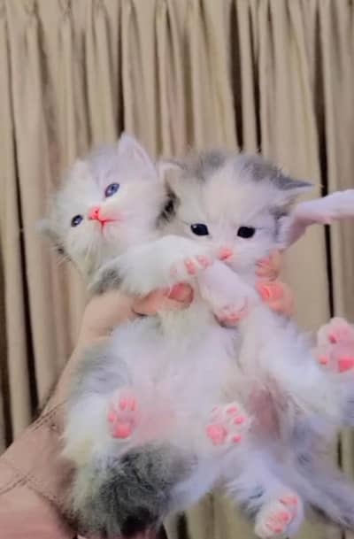 Persian Cat And Kittens for selll