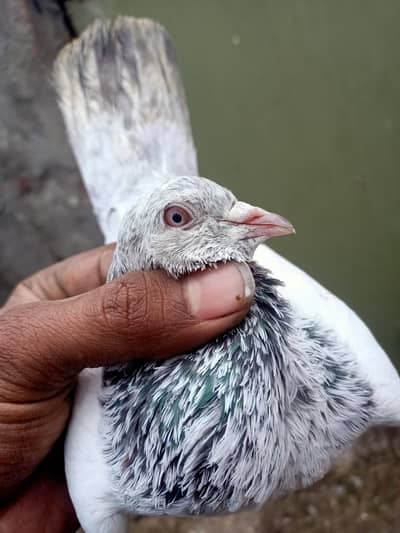 golden Kaka 03106801352