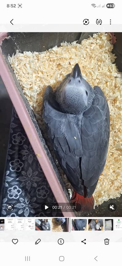 African grey cango chicks