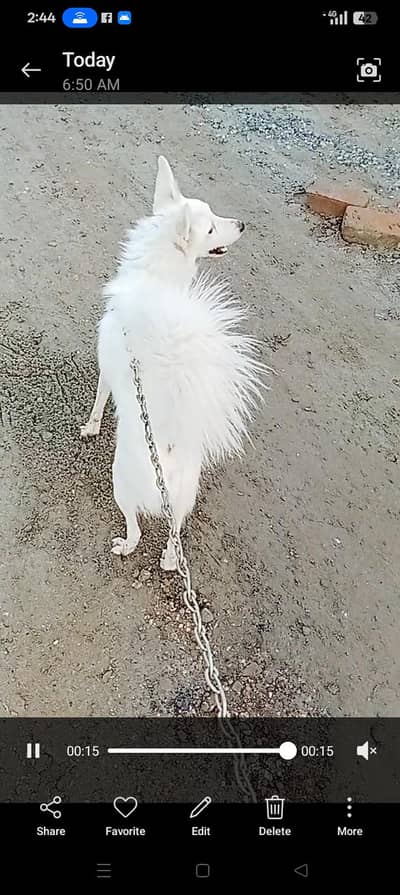 Russian dog white colour