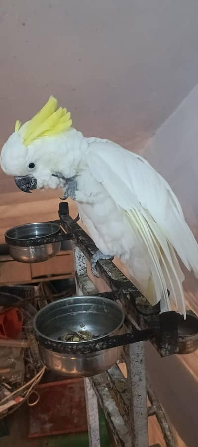 cacatoa medium sulphur tame talking