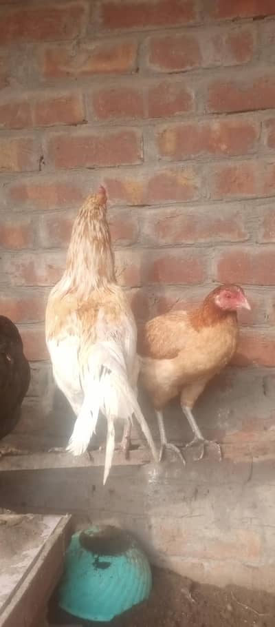 active pair for sale