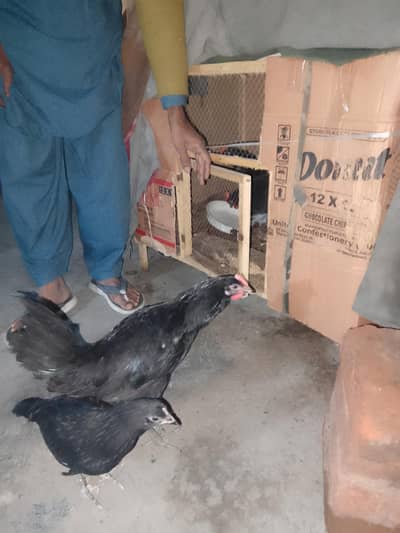 black Australorp 6 Choozy