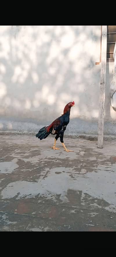 Assel mainwali phata full active and healthy